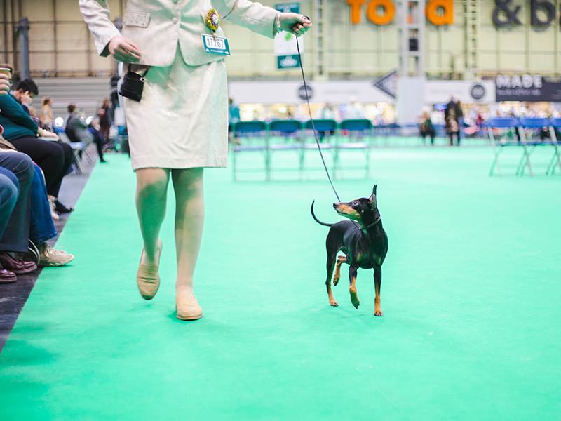 Crufts 2024 early and late starts | Crufts