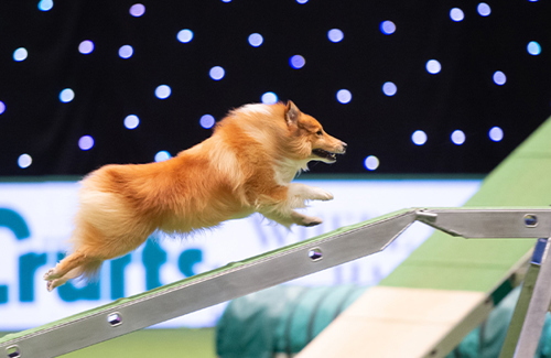 Agility Image