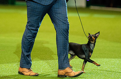 Junior Warrant finalists head to Crufts 2020