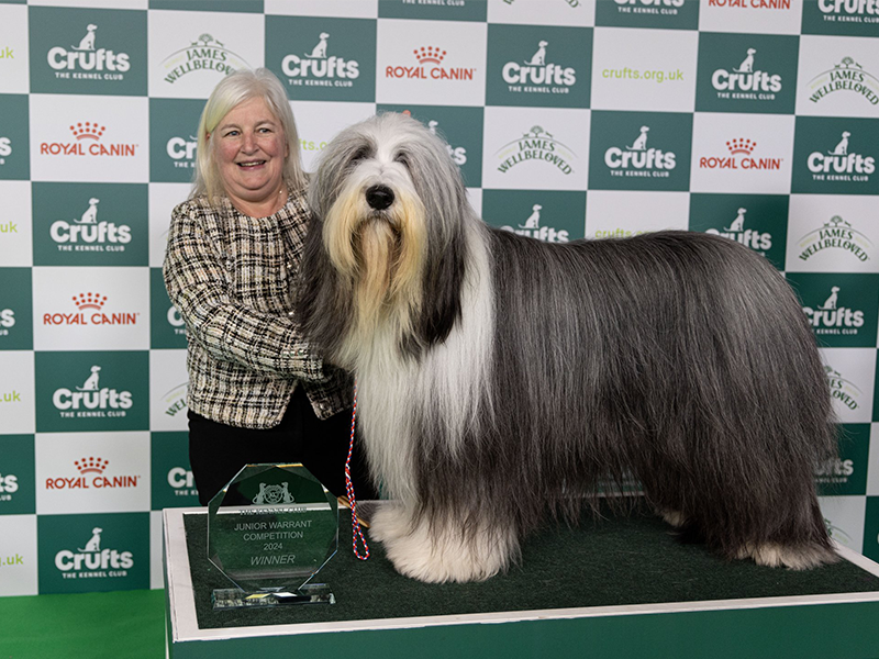 Bearded Collie from Yorkshire wins major award at world's most famous dog show. Bearded Collie from Yorkshire wins major award at world's most famous dog show. Crufts Junior Warrant winner Linda and Cash Credit BeatMedia | The Kennel Club