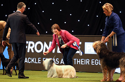 Vulnerable British and Irish native breeds set to shine at Crufts 2020