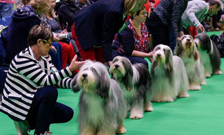 Crufts Entries 2020