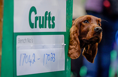 REX-IT': International Crufts entries fall significantly for first time in over a decade
