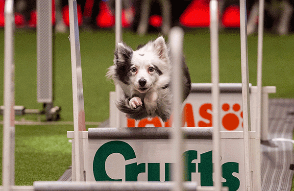 Dog jumping over flyball jumps