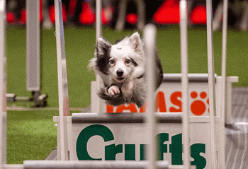 flyball competition at Crufts
