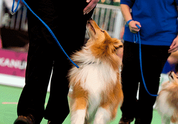 Obedience competitions at Crufts