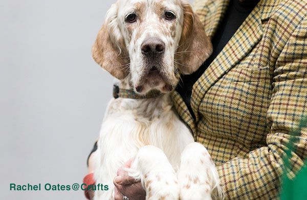 Setter looking at Camera