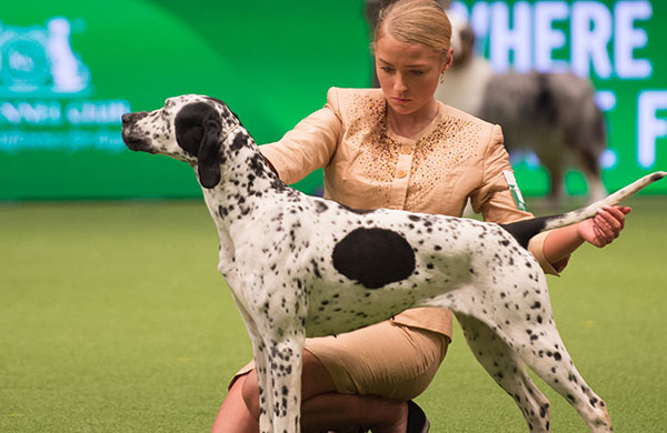 Young girl stacking her dog