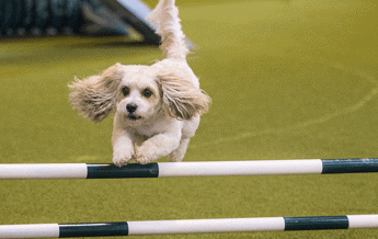 spectacular displays of agility at Crufts