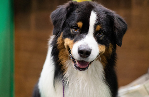 Dog Showing