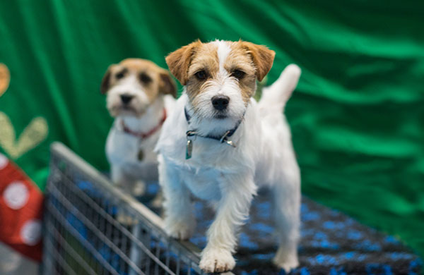 Jack russell stood on table