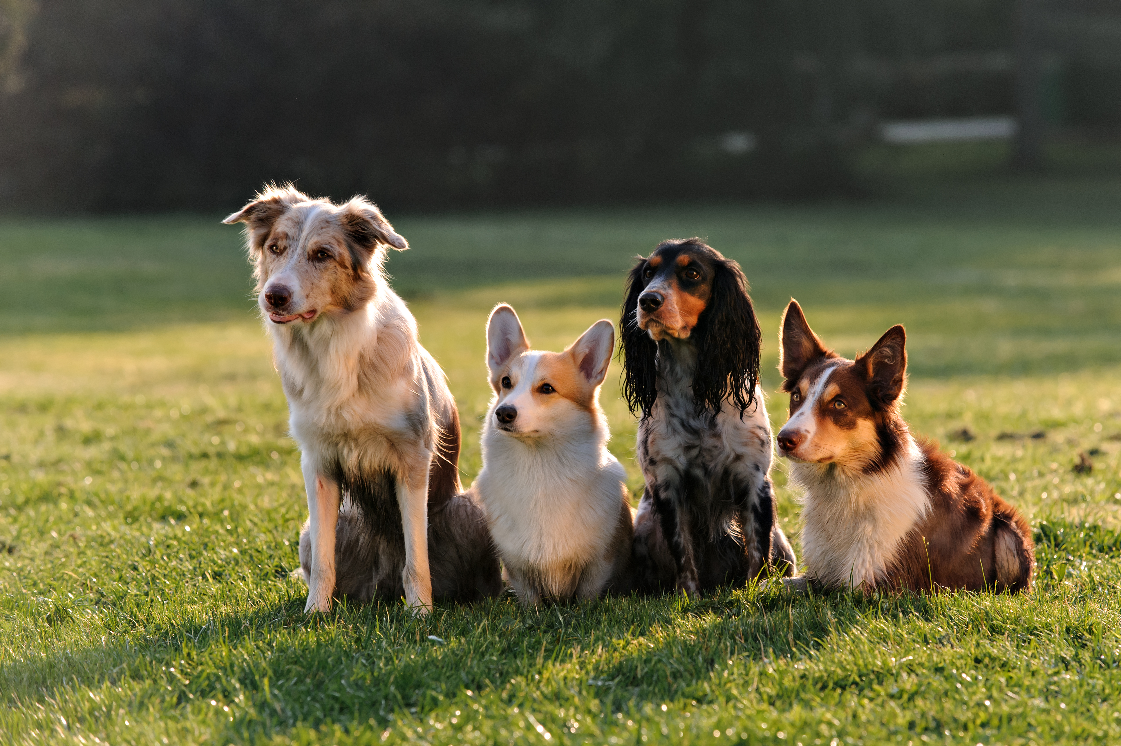 4 dogs in a field
