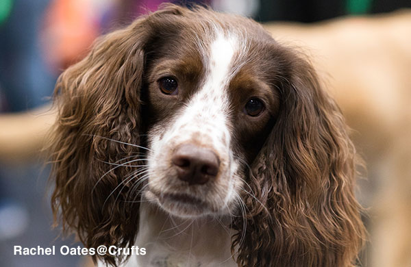 Dog looking at camera