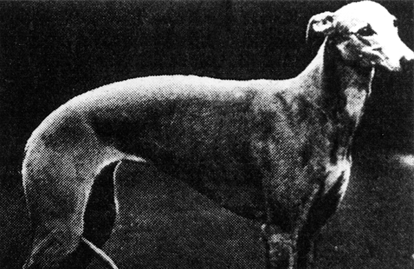 1928: Primley Sceptre and the birth of excellence The first winner of Best in Show is a Greyhound called Primley Sceptre. 