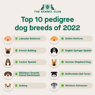 Top 10 Pedigree dog breeds of 2022 ranked.
