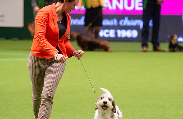 Owner showing her dog while looking down at him