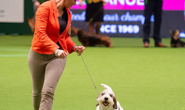 Authority to compete Crufts 2020