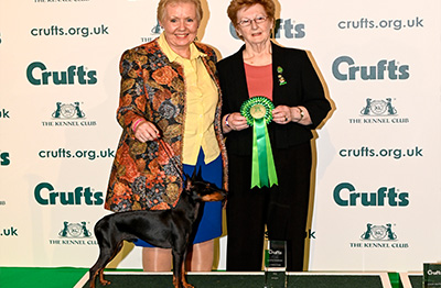 English Toy Terrier