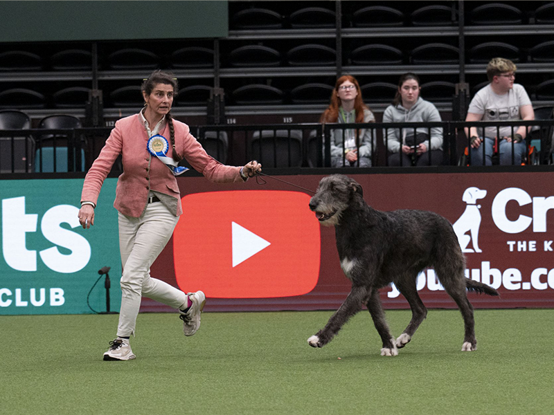 Irish Wolfhound from Italy crowned UK's top Vulnerable Breed at Crufts 2024